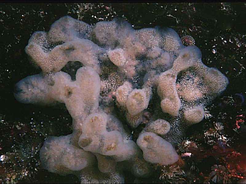 Aplidium pallidum